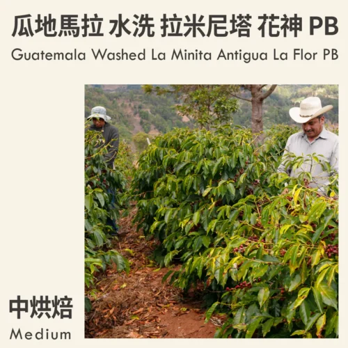 Guatemala Washed La Minita Antigua La Flor PB