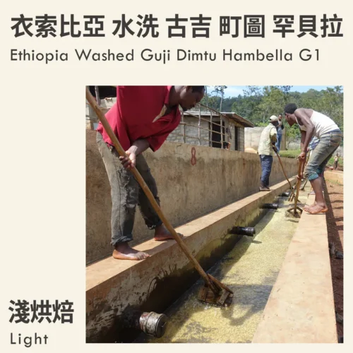 Ethiopia Washed Guji Dimtu Hambella G1